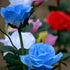 3 Heads Waterproof Solar Rose Flower LED Lights Garden Decor - millionsource