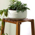 Plant Stand Flower Pots Holder Display Rack Shelf - millionsource